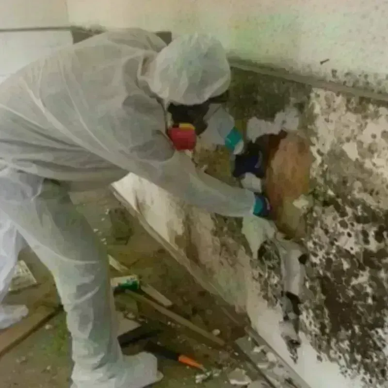 Mold Remediation and Removal in Osborne County, KS